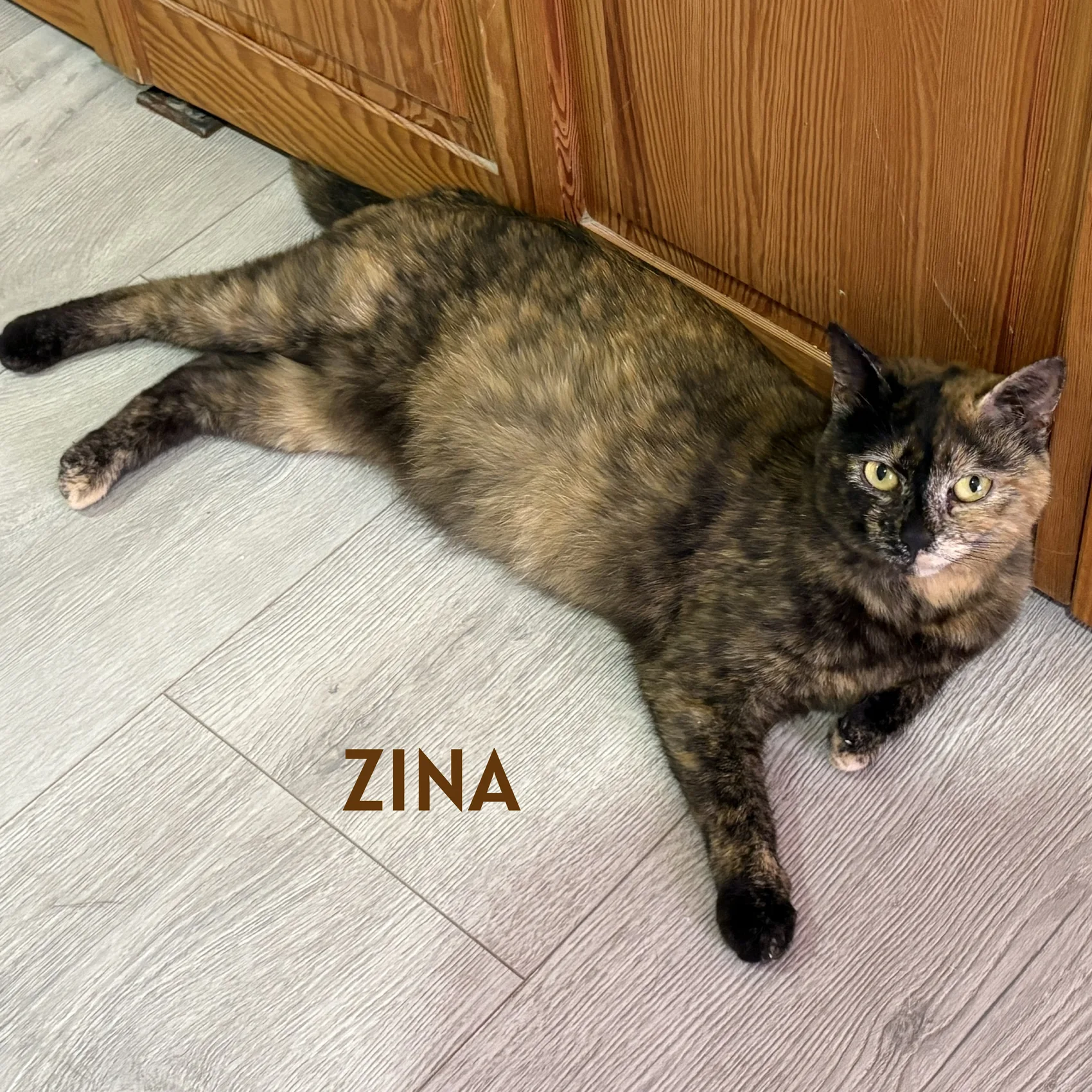 Zina, Européen