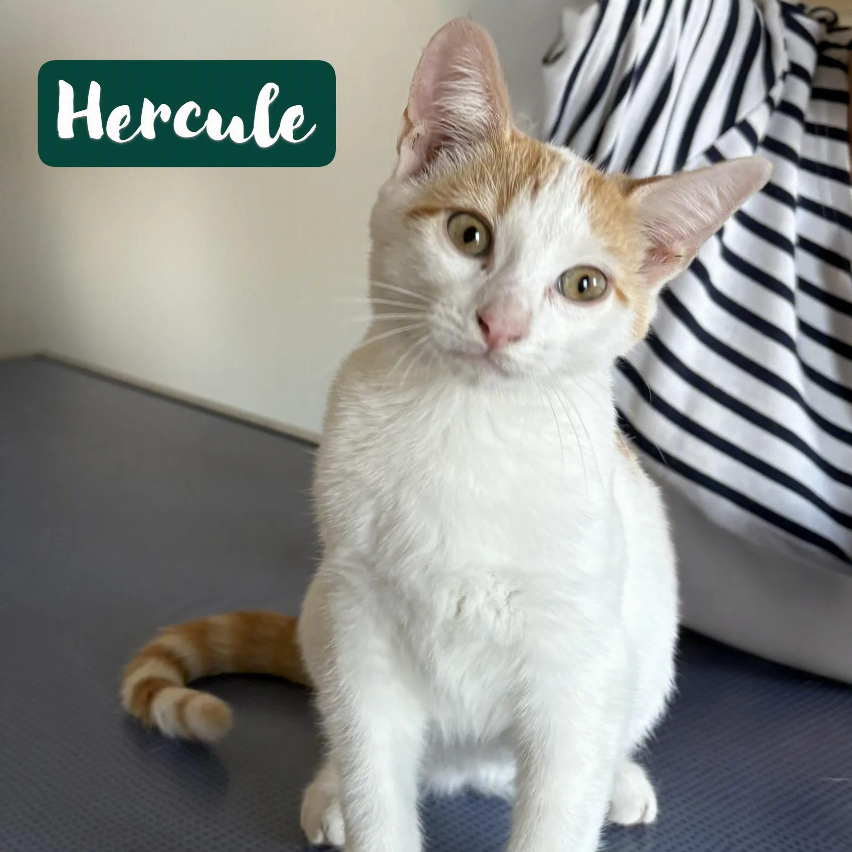 Hercule, Européen