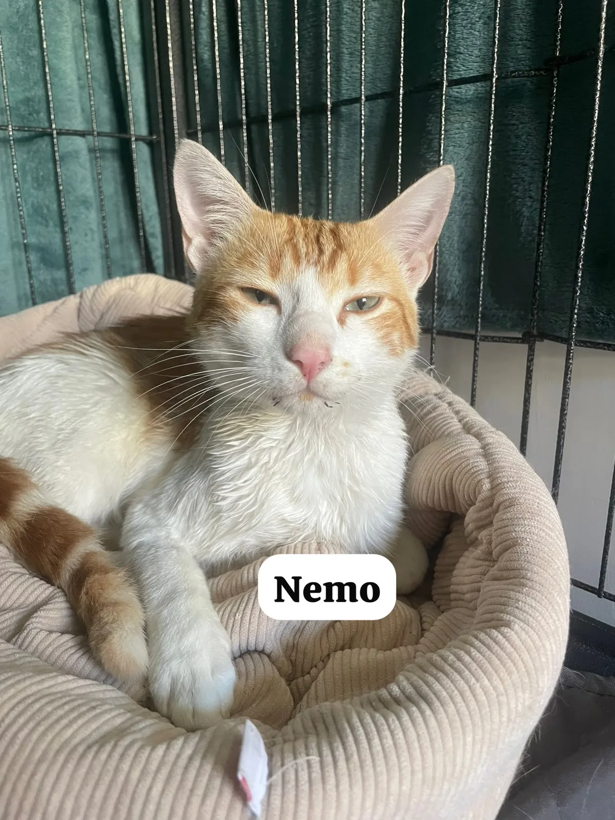 Némo, Européen