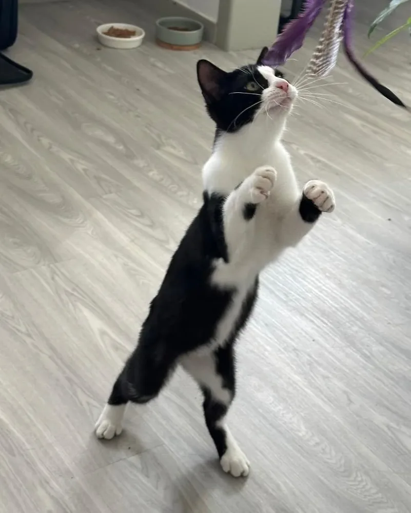 Bobby, Européen