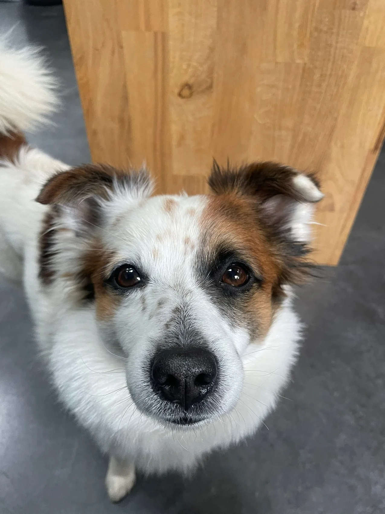Coco, Fox-terrier à poil lisse
