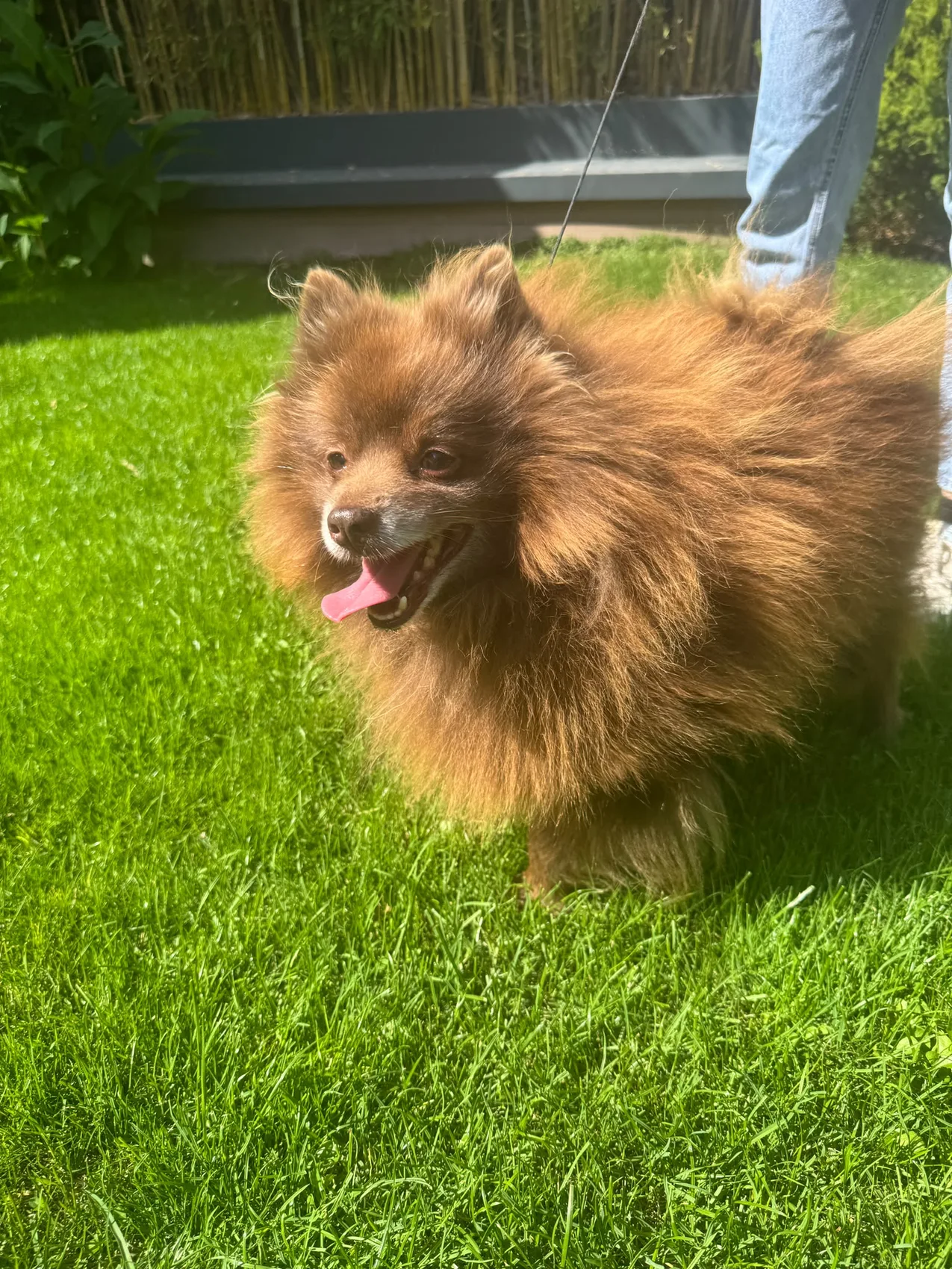 Spiky, Spitz allemand (Loulou de Poméranie)