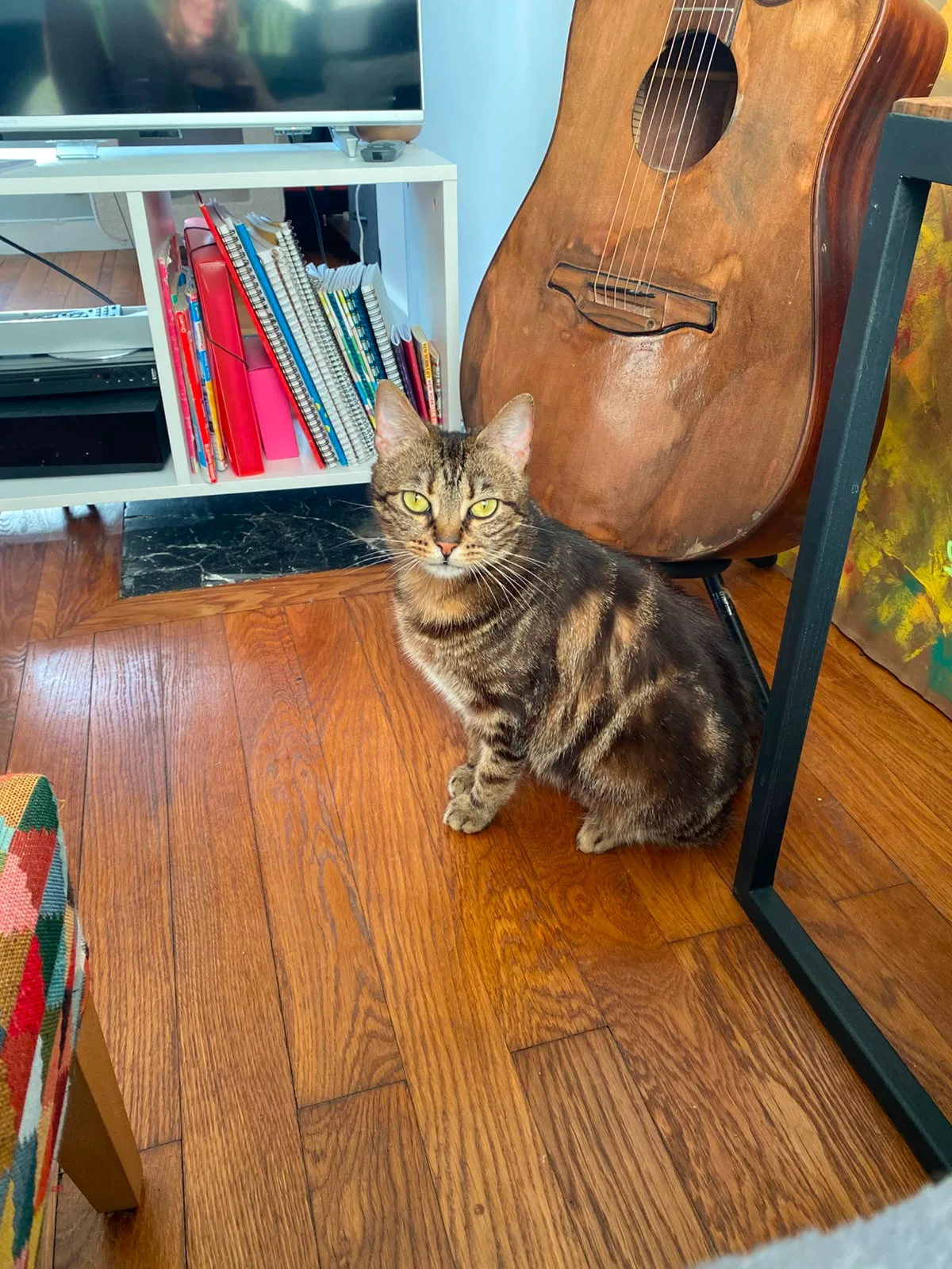 Mimosa