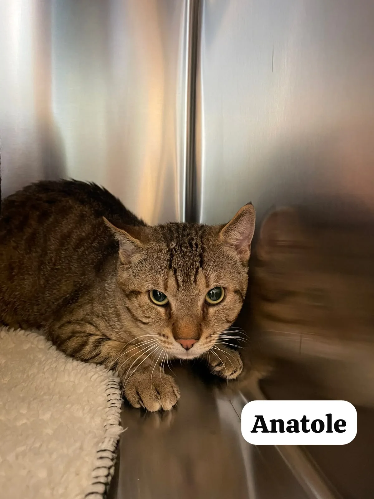 Anatole, Européen