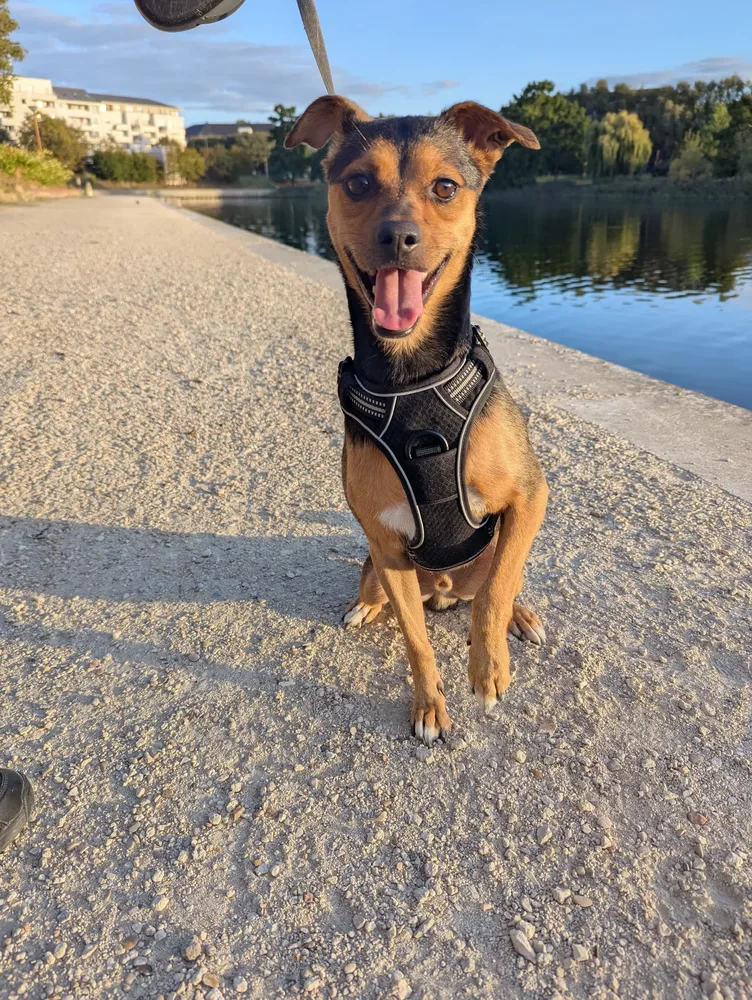 Kiki, Pinscher allemand