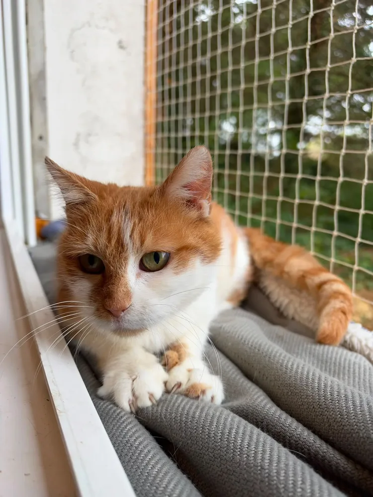 Ginger B, Européen