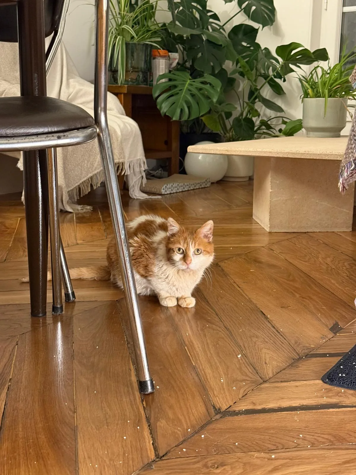 Ginger, Européen