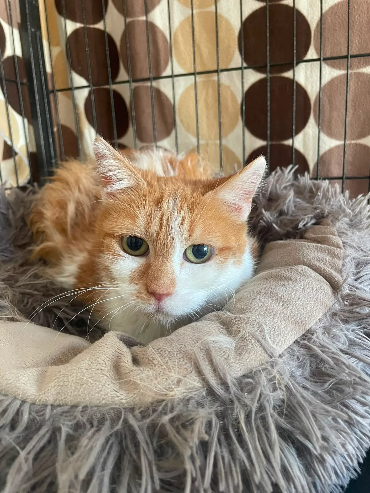 Ginger