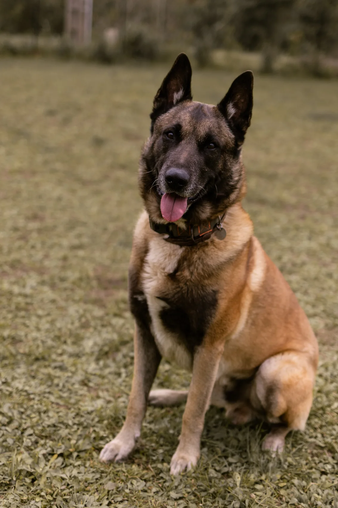 Lucky, Berger belge (Malinois, Tervueren, Groenendael, Laekenois)