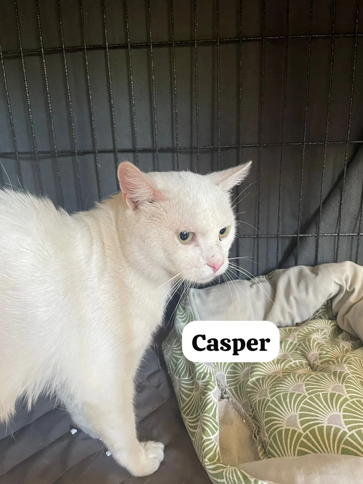 Casper, Européen