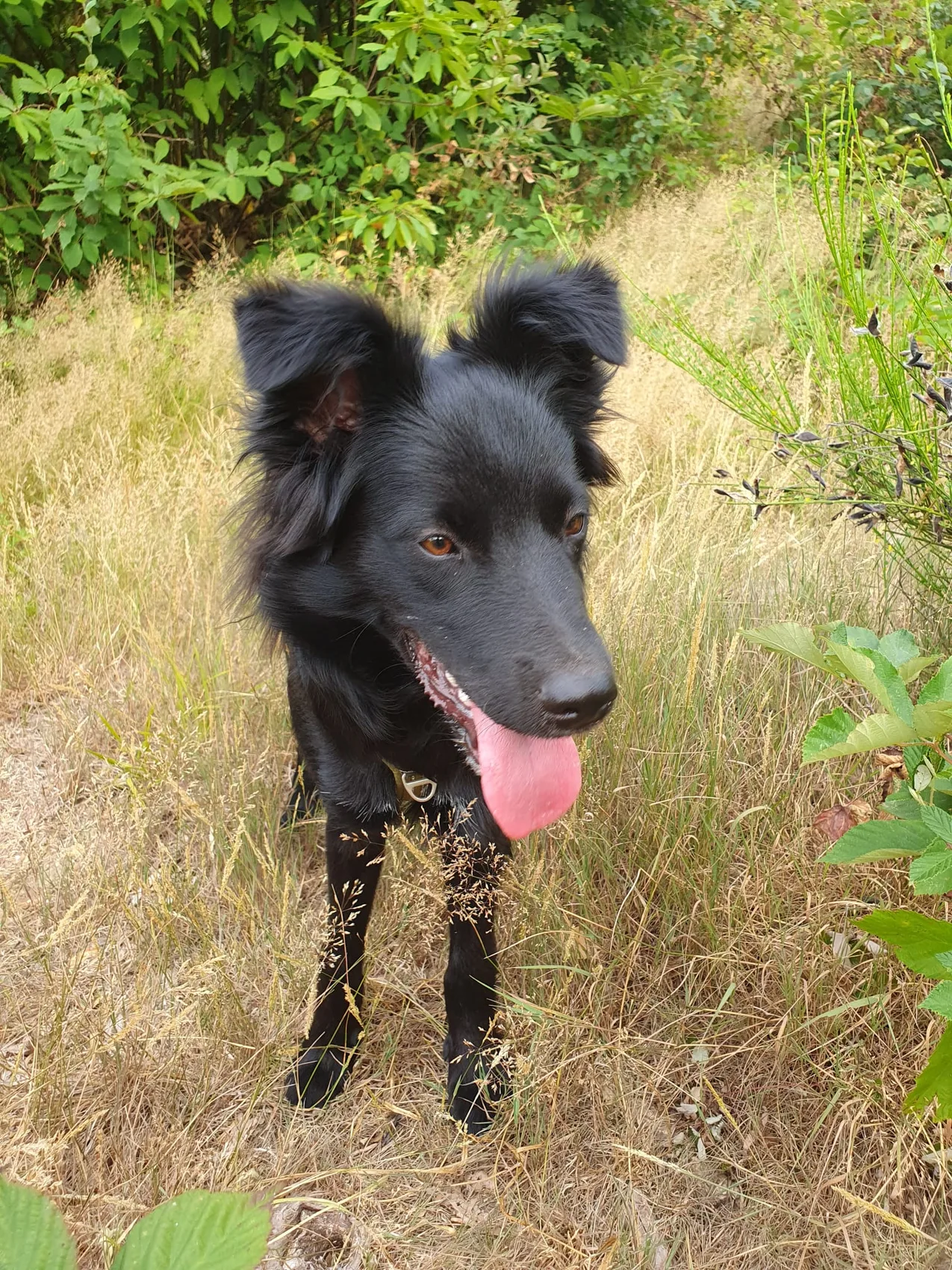 Cody, Border Collie