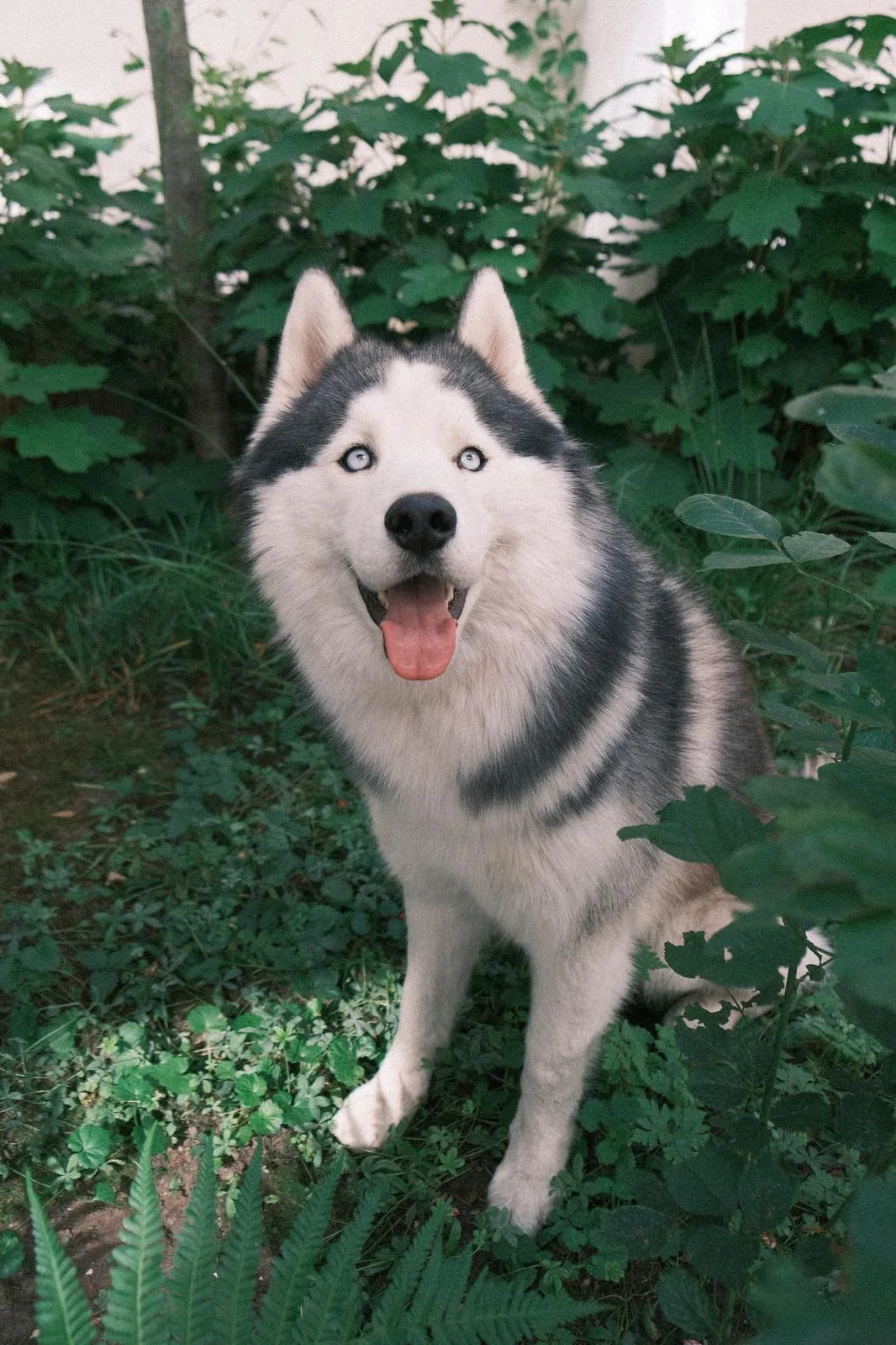 Volt, Husky de Sibérie