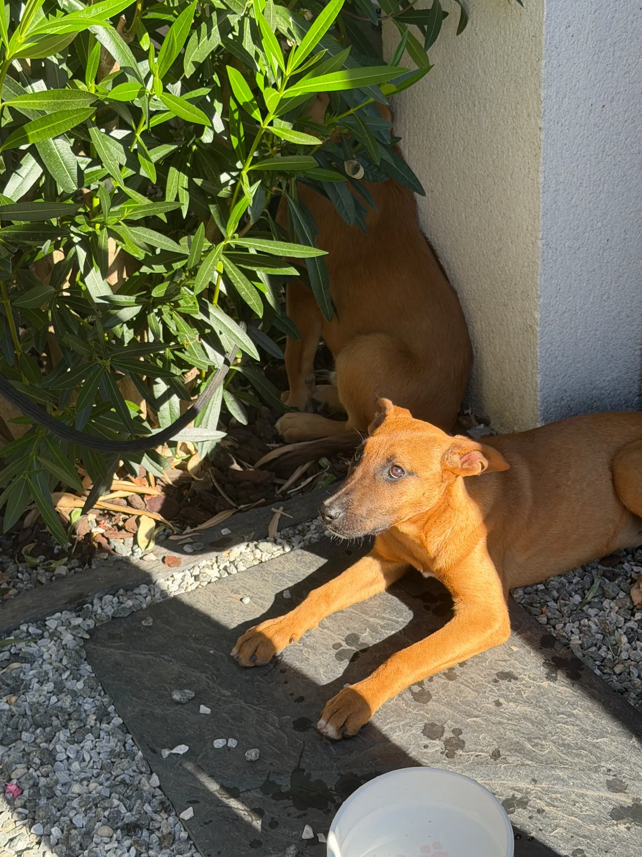 Frida, Royal Bourbon