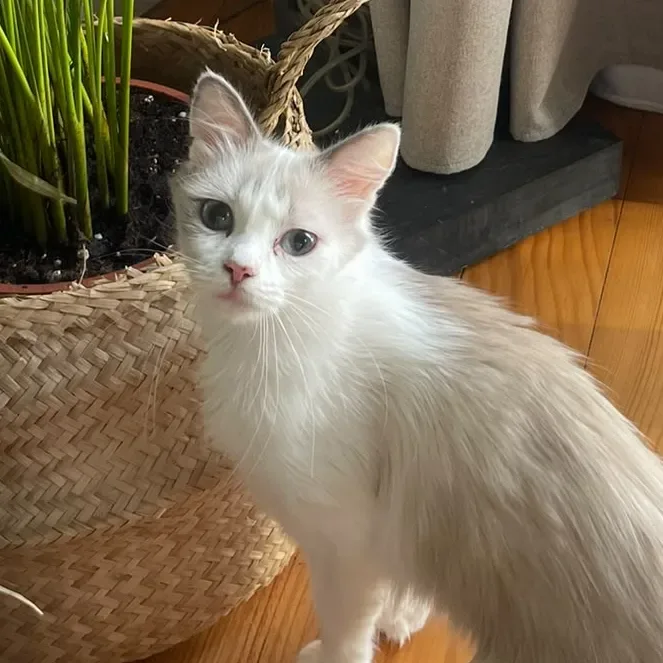 Charlie, Européen