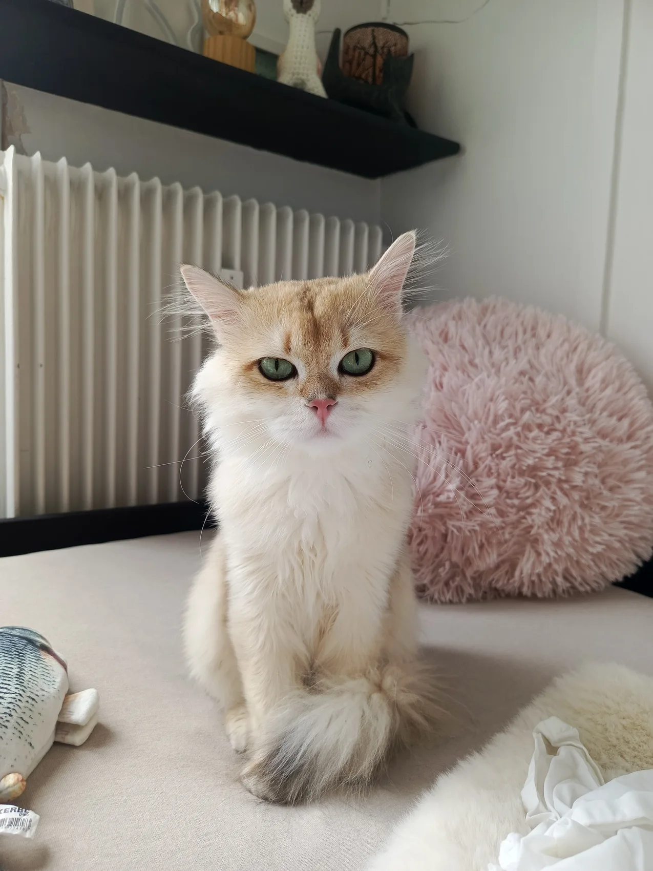 Toffy, Européen
